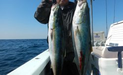 20230315　ワラサ　白浜渡船・ルアー・ジギング船魚拓号