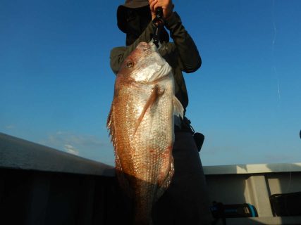 20240818 マダイ6.2キロ ＆ヒラメ＆ワラサ　白浜渡船ルアー・ジギング船魚拓号