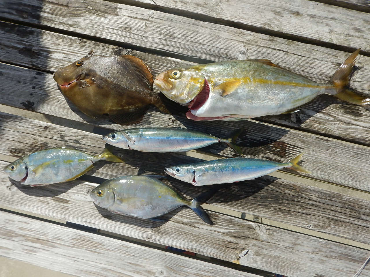 20241015 カンパチ釣れる　白浜渡船