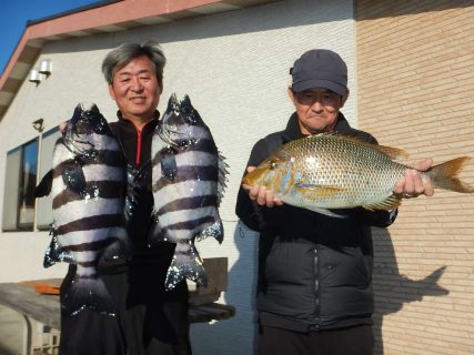 20241214 イシダイ釣れる　白浜渡船