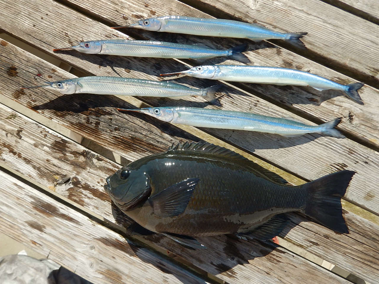 20250210 サヨリが釣れる　白浜渡船