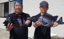 20250505　イシダイ　白浜渡船