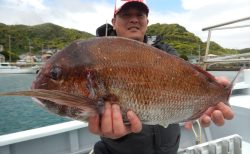 20250531 マダイ　白浜渡船・ルアー・ジギング船魚拓号
