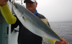20250619 ワラサ　白浜渡船・ルアー・ジギング船魚拓号