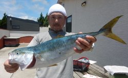 20250621 　イサキ　サンパク釣れる 白浜渡船