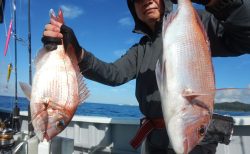20250710　マダイ・ハタetc　白浜渡船・ルアー・ジギング船魚拓号