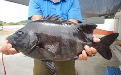 20250711　イシダイ釣れる　白浜渡船