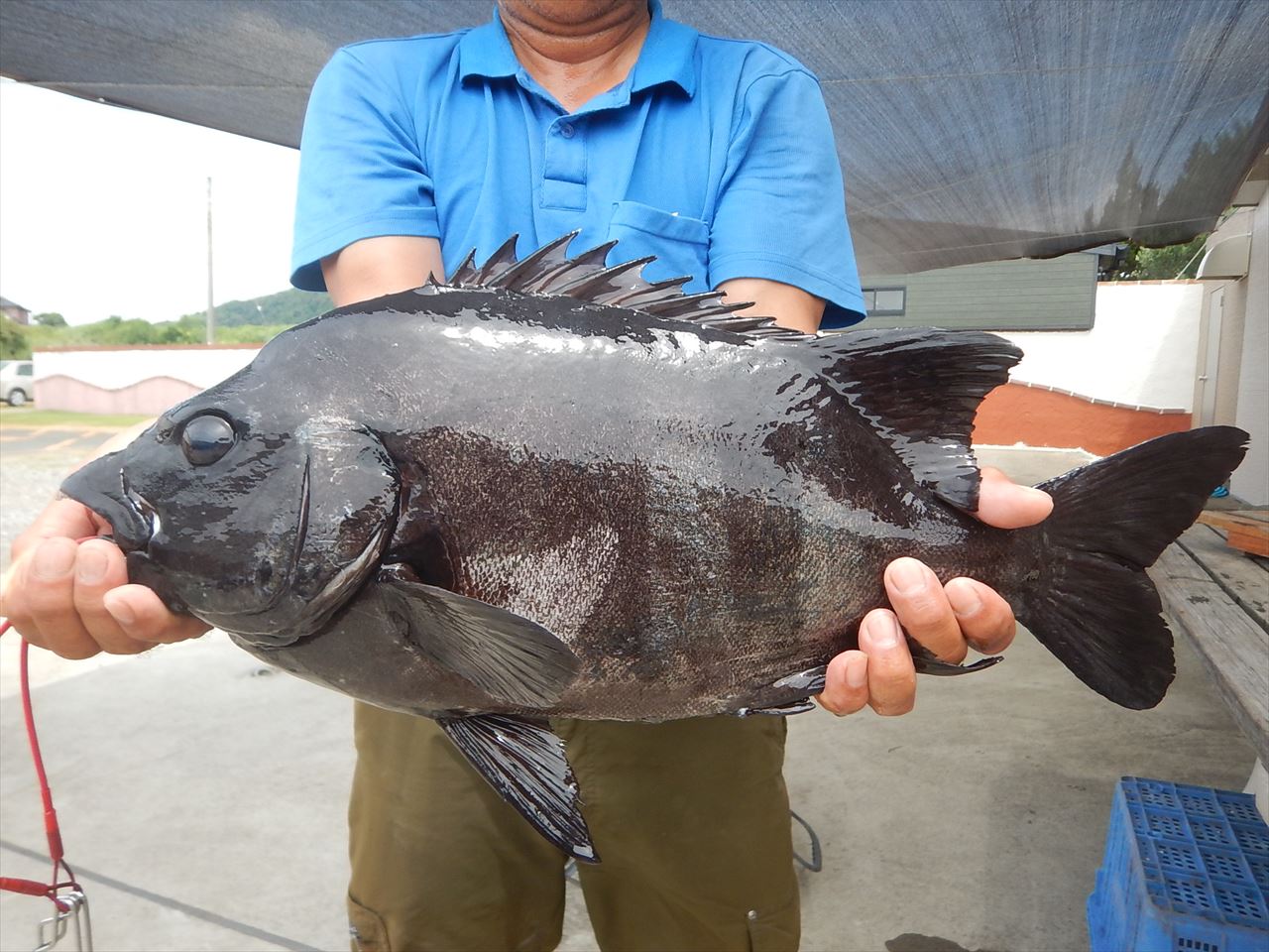 20250711 イシダイ釣れる 白浜渡船