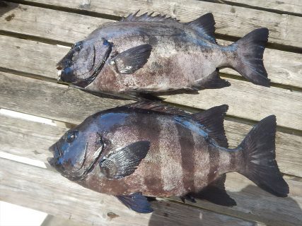 20250727 イシダイ釣れる　白浜渡船
