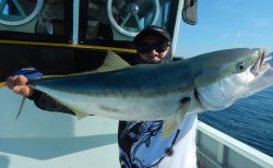20250815　ワラサ、マハタ、アオハタ、カサゴetc　白浜渡船・ルアー・ジギング船魚拓号