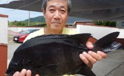 20250816 イシダイ釣れる　白浜渡船