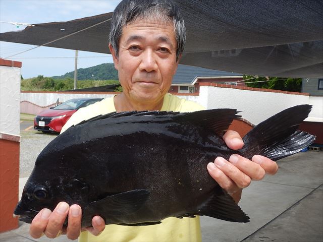 20250816 イシダイ釣れる　白浜渡船