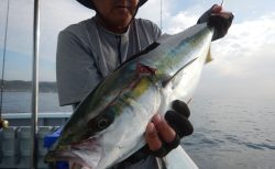 20250809　ワラサetc　白浜渡船・ルアー・ジギング船魚拓号