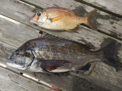 20250814 クロダイ・メイチダイ　釣れる　白浜渡船