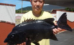 20250823 イシダイ59.5㎝　3.7㌔釣れる　白浜渡船