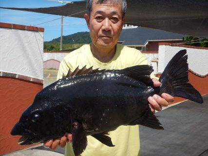 20250823 イシダイ59.5㎝　3.7㌔釣れる　白浜渡船