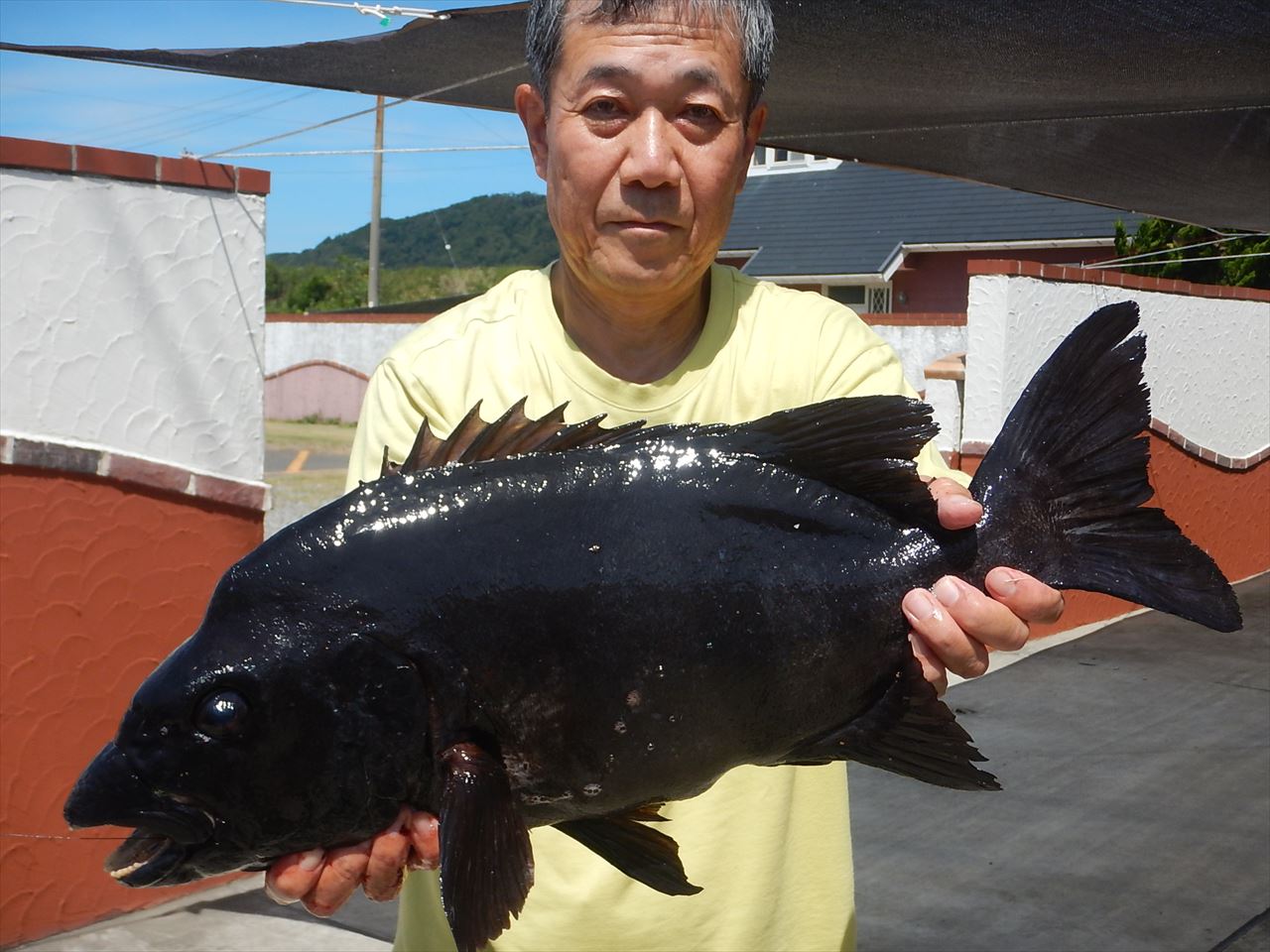 20250823 イシダイ59.5㎝ 3.7㌔釣れる 白浜渡船