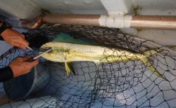 20250911　シイラ・カイワリetc 白浜渡船・ルアー・ジギング船魚拓号