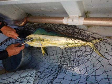 20250911　シイラ・カイワリetc 白浜渡船・ルアー・ジギング船魚拓号