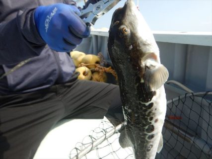 20250916　トラフグ釣れる　白浜渡船・ルアー・ジギング船魚拓号