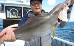 20251018 カンパチ、イシナギ、マダイetc　白浜渡船・ルアー・ジギング船魚拓号