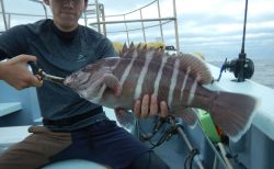 20250912 ハタ　白浜渡船・ルアー・ジギング船魚拓号