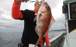 20250928　マダイ釣れる　白浜渡船・ルアー・ジギング船魚拓号