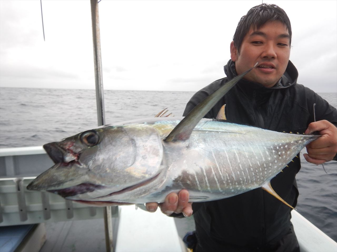 20251015 キハダ(8.4キロ)沖サワラ,、シイラ 白浜渡船・ルアー・ジギング船魚拓号