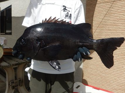 20250913　イシダイ　白浜渡船