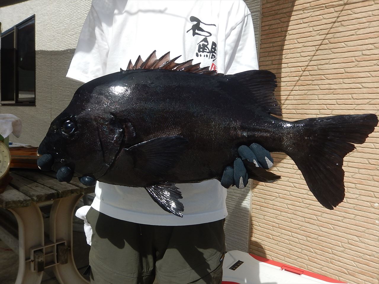 20250913　イシダイ　白浜渡船