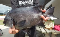 20250915　イシダイ釣れる　白浜渡船