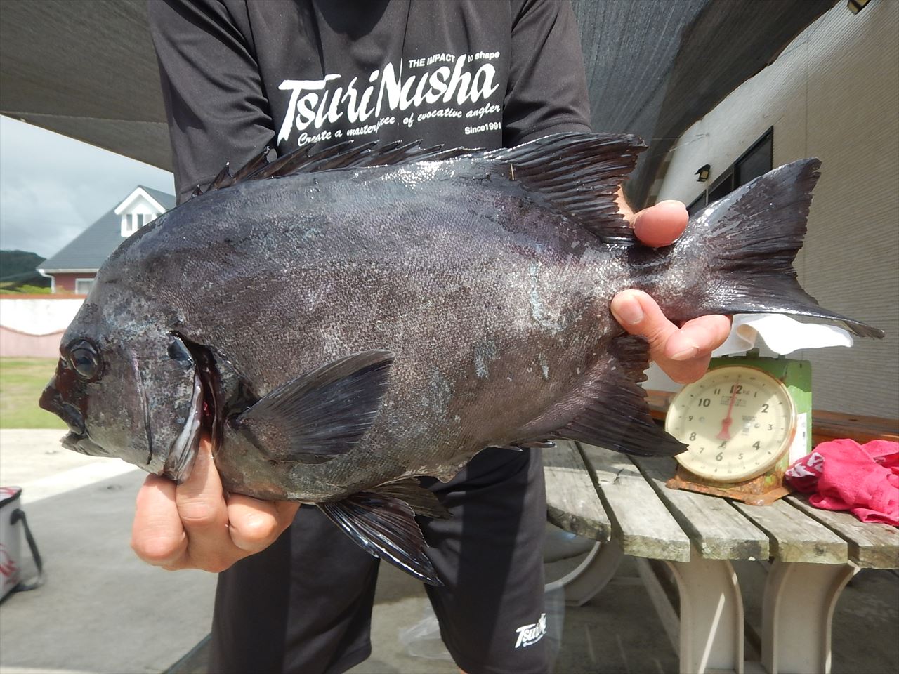 20250915 イシダイ釣れる 白浜渡船