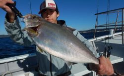 20251122 カンパチ・オハタetc　白浜渡船・ルアー・ジギング船魚拓号