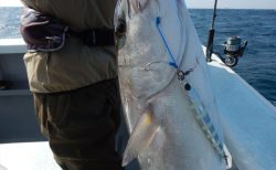 20251108 マダイ、カンパチ、ハタetc 白浜渡船・ルアー・ジギング船魚拓号