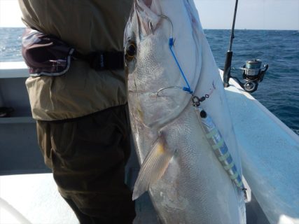 20251108 マダイ、カンパチ、ハタetc 白浜渡船・ルアー・ジギング船魚拓号