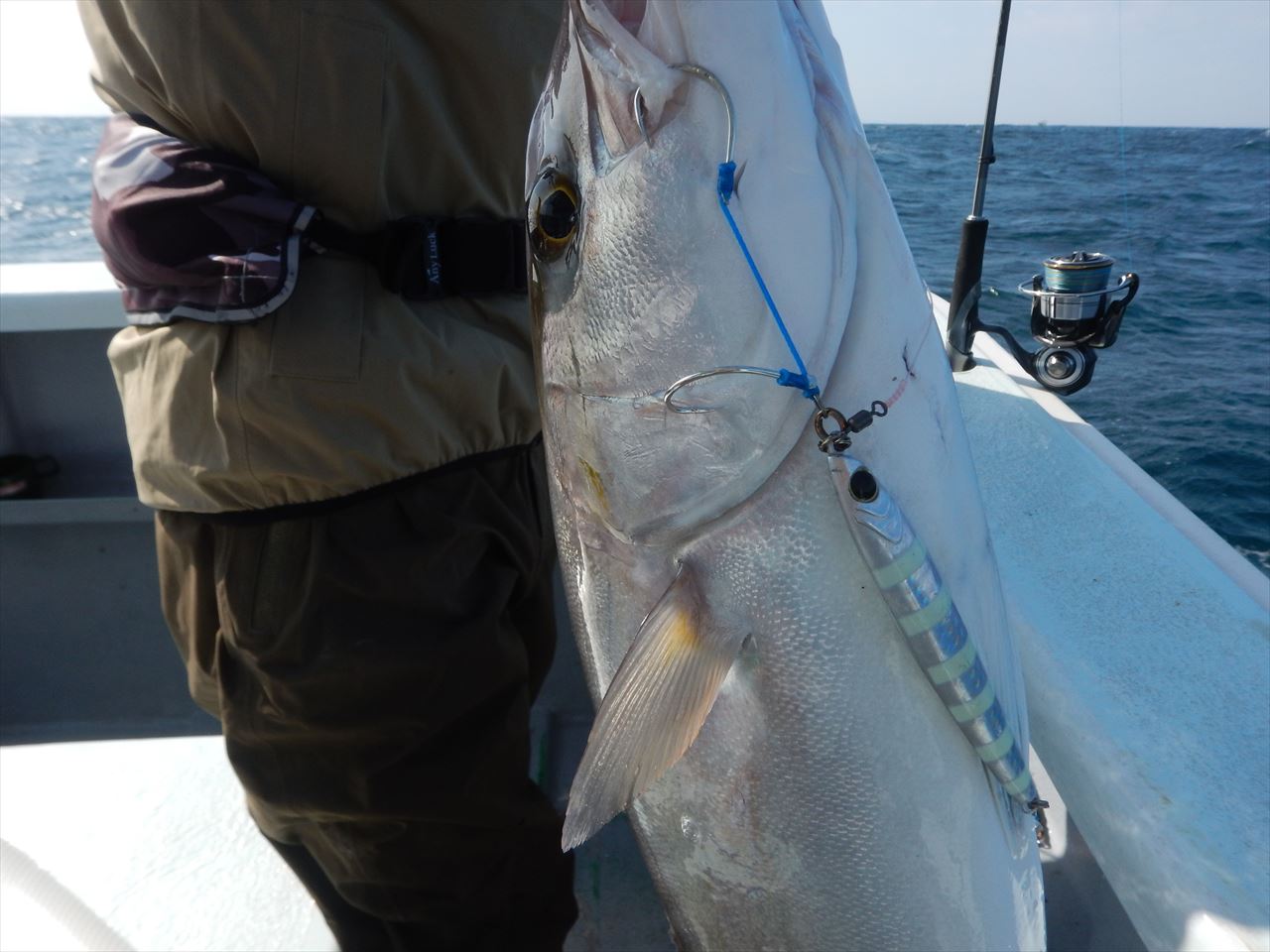 20251108 マダイ、カンパチ、ハタetc 白浜渡船・ルアー・ジギング船魚拓号