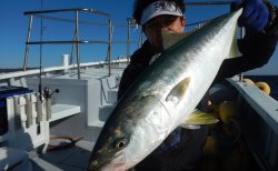 20251114 ワラサ、カンパチ、ハタetc 白浜渡船・ルアー・ジギング船魚拓号