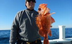 20251120　カンコetc釣れる　白浜渡船・ルアー・ジギング船魚拓号