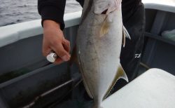 20251127　カンパチ、アオハタ、アカハタetc　白浜渡船・ルアー・ジギング船魚拓号