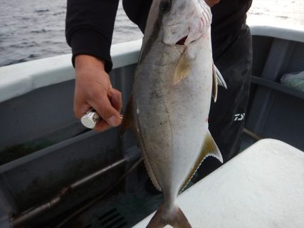 20251127　カンパチ、アオハタ、アカハタetc　白浜渡船・ルアー・ジギング船魚拓号