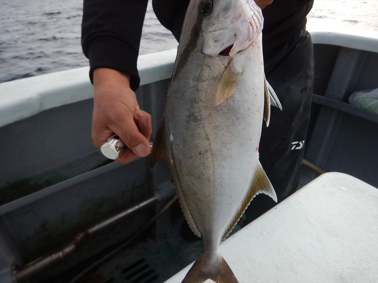 20251127　カンパチ、アオハタ、アカハタetc　白浜渡船・ルアー・ジギング船魚拓号