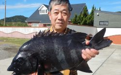 20251104 イシダイ・シマアジ・クロダイ釣れる　白浜渡船