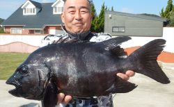 20251108　イシダイ釣れる　白浜渡船