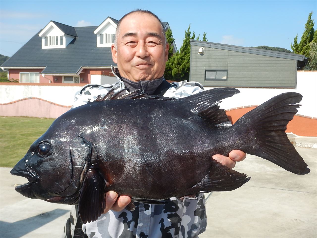 20251108 イシダイ釣れる 白浜渡船