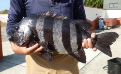 20251115 イシダイ60㎝ 4.5㌔釣れる 白浜渡船