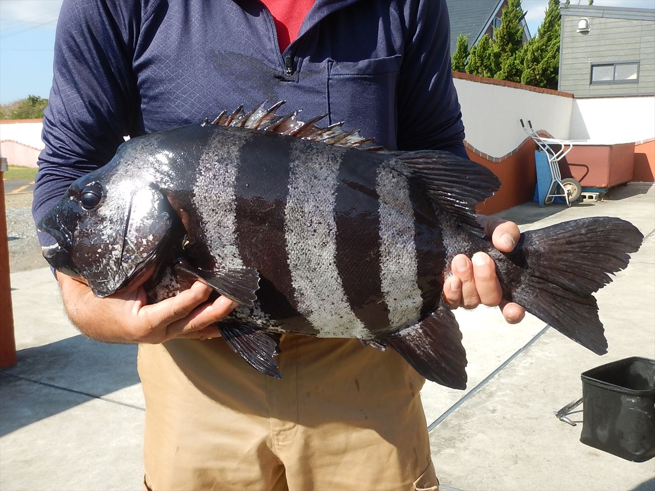 20251115 イシダイ60㎝ 4.5㌔釣れる 白浜渡船