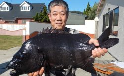 20251124 イシダイ釣れる　白浜渡船