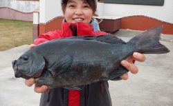 20251227　メジナ、クロダイ釣れる　白浜渡船