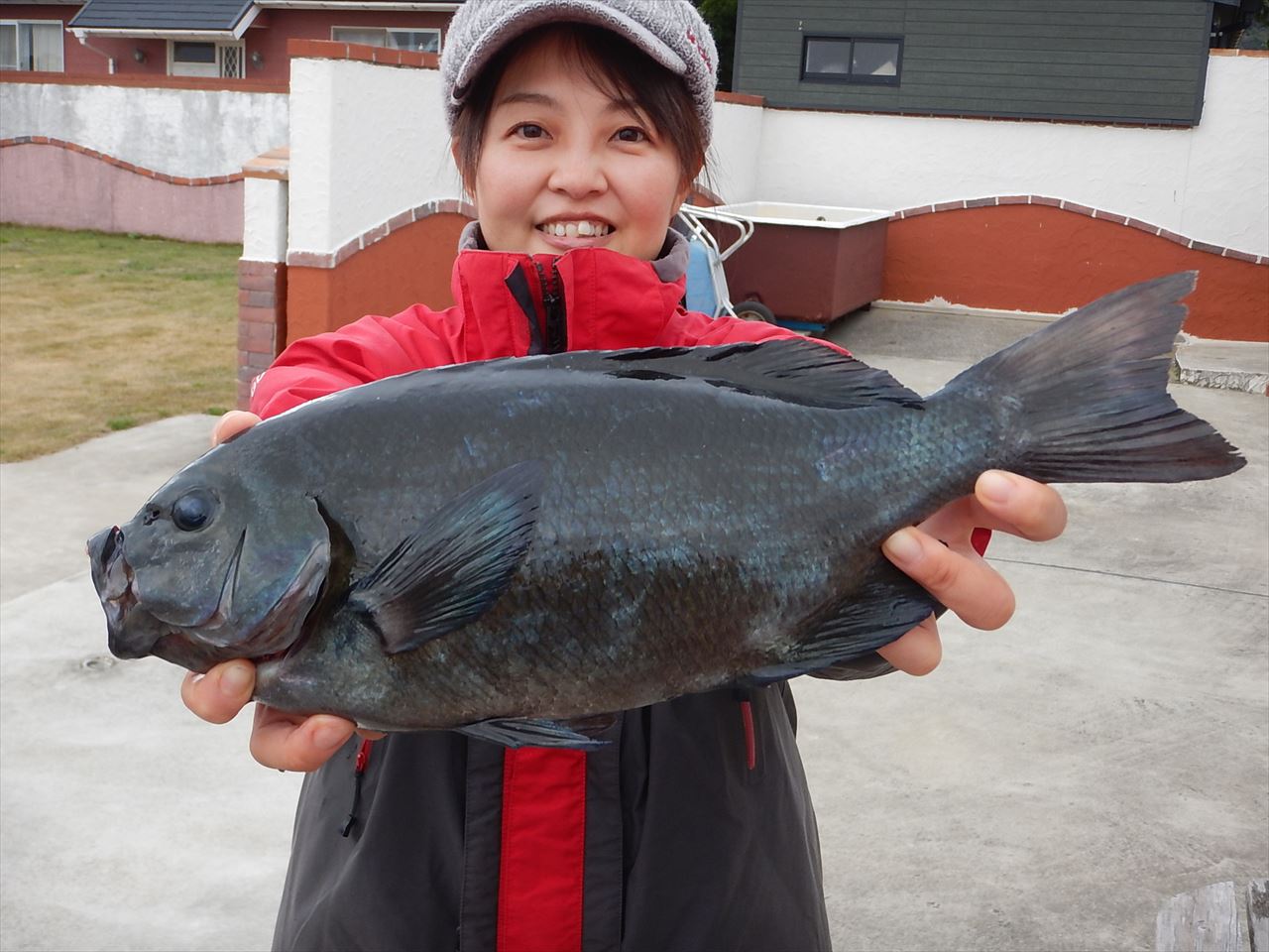 20251227　メジナ、クロダイ釣れる　白浜渡船