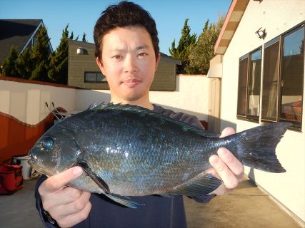 20251228 メジナ・クロダイ釣れる　白浜渡船